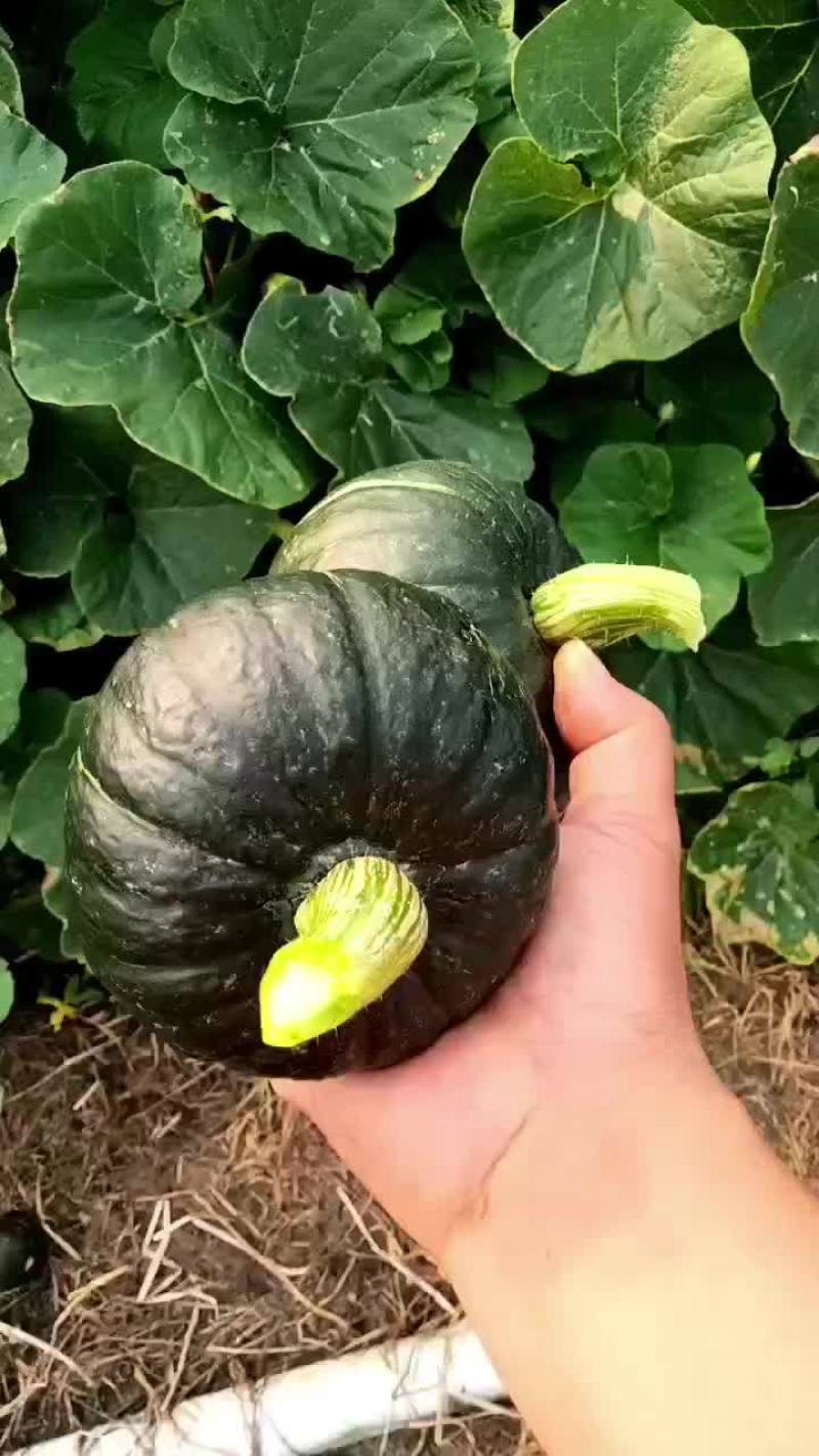 贝贝瓜