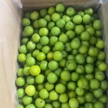 三月李实力来电