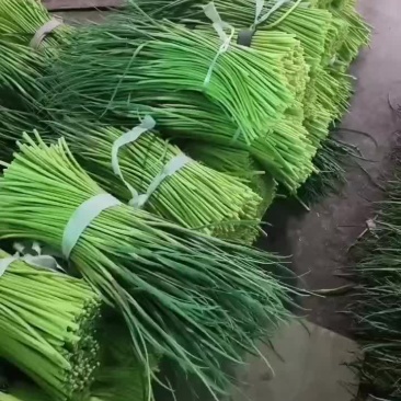 精品邳州苔