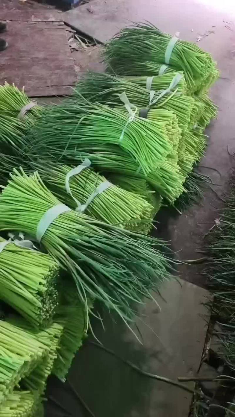 精品邳州苔
