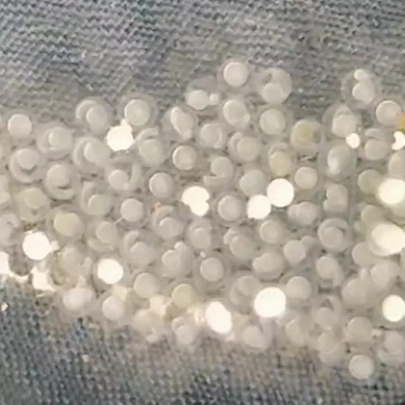 马口鱼苗水花