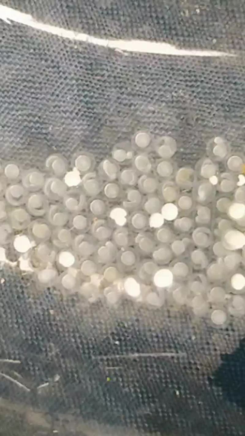 马口鱼苗水花