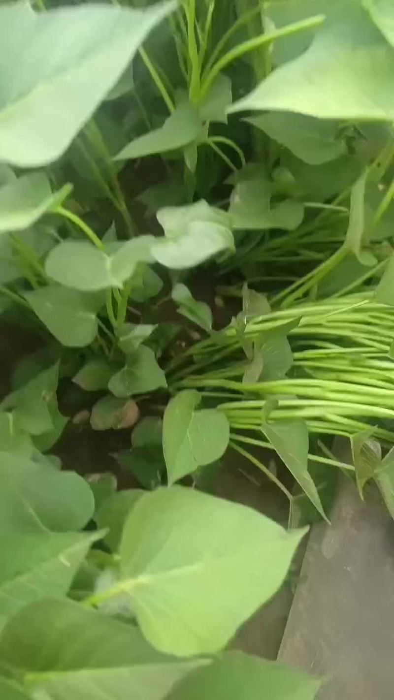 红薯苗