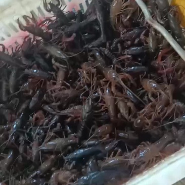 龙虾批发