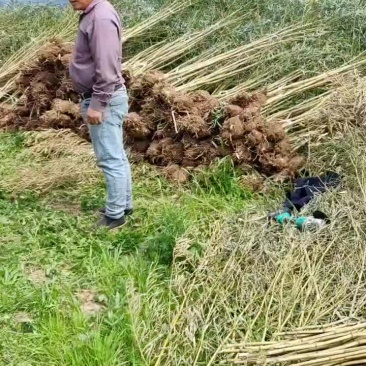 金镶玉竹