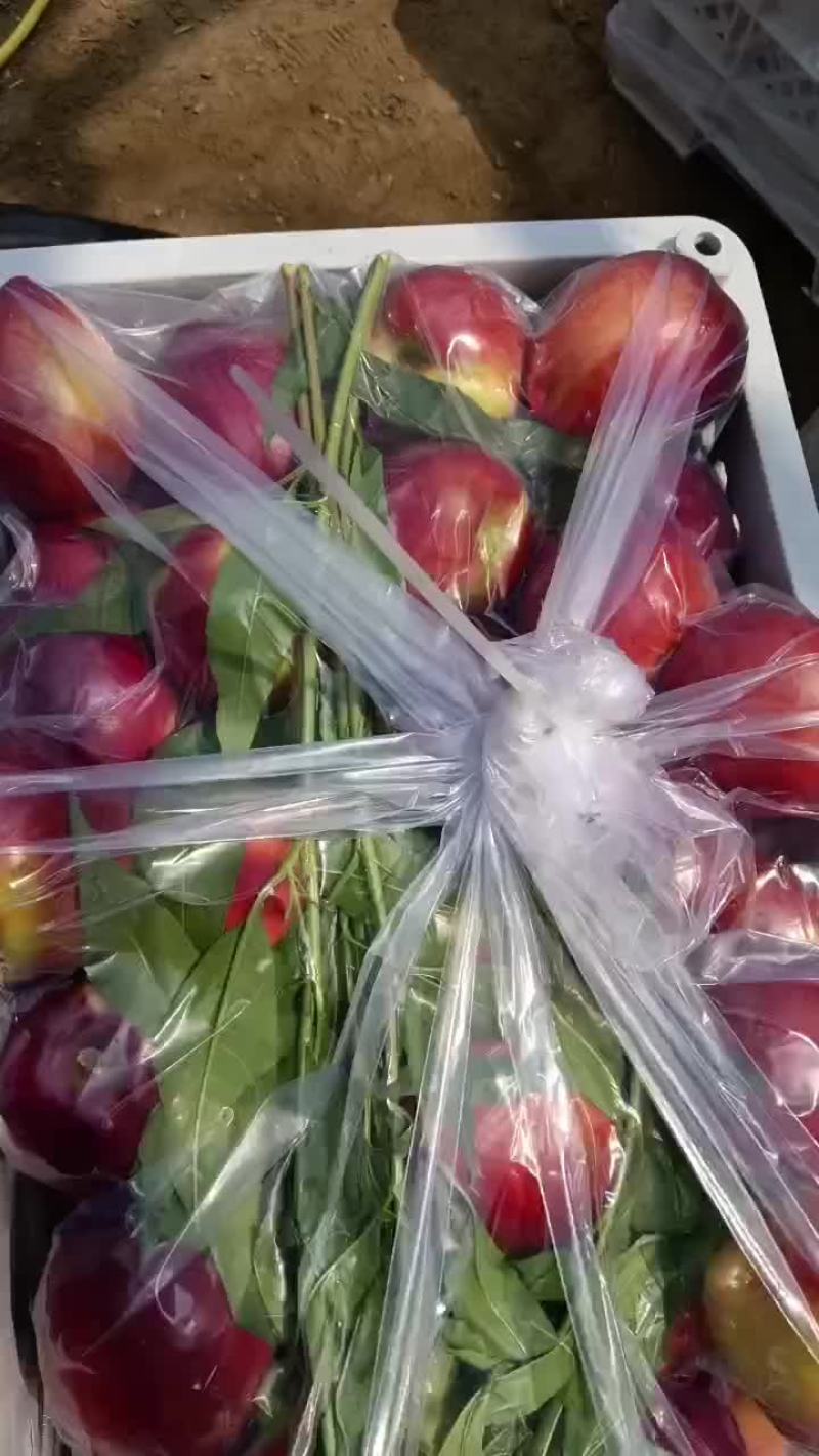 精品油桃大量上市，一手货源，产地直发，需要的老板联系！