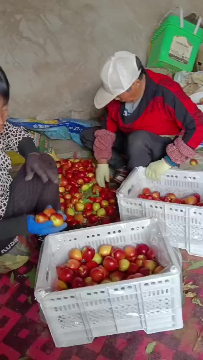 精品油桃大量上市，一手货源，产地直发，需要的老板联系！