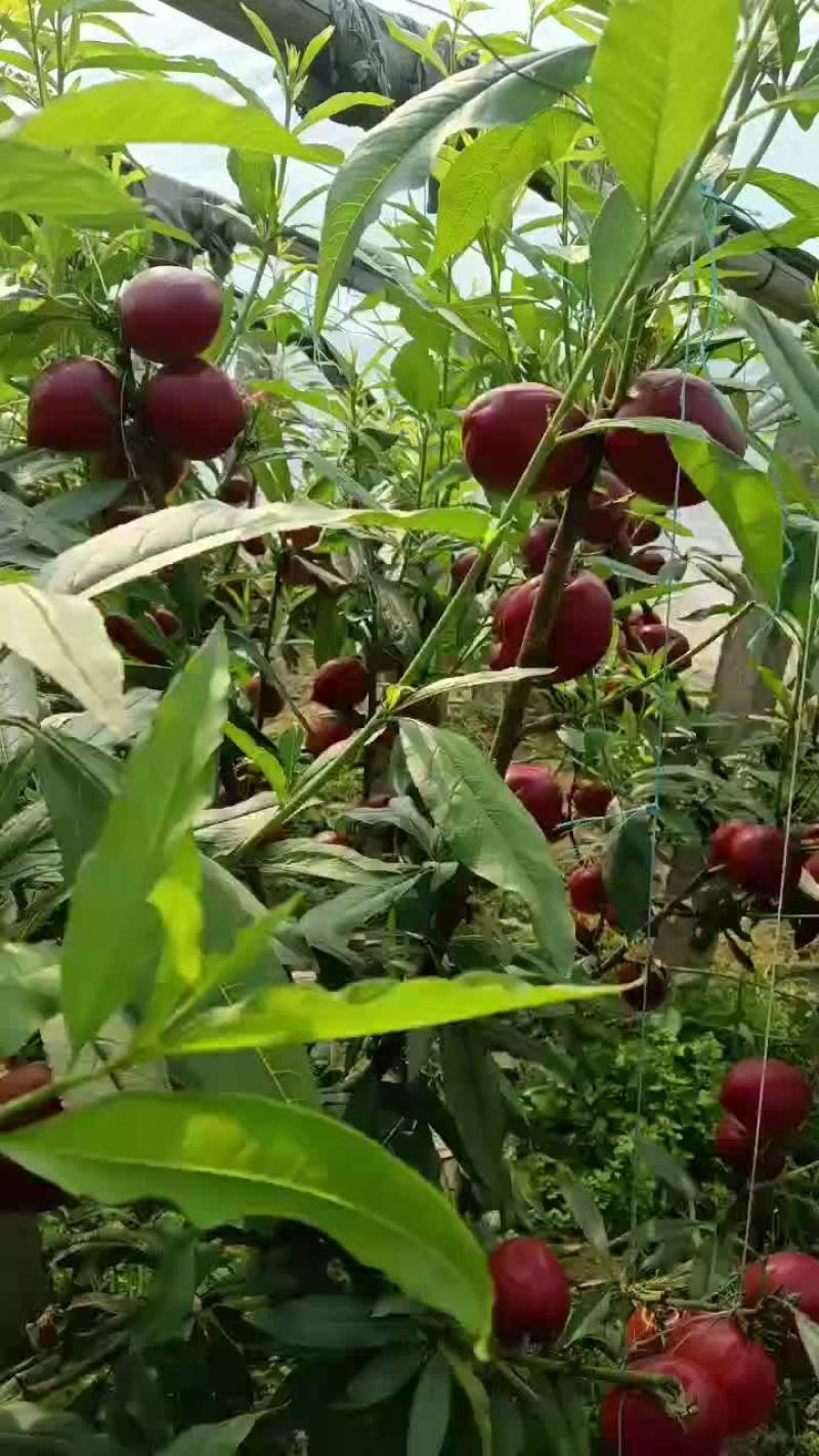 精品油桃大量上市，一手货源，产地直发，需要的老板联系！