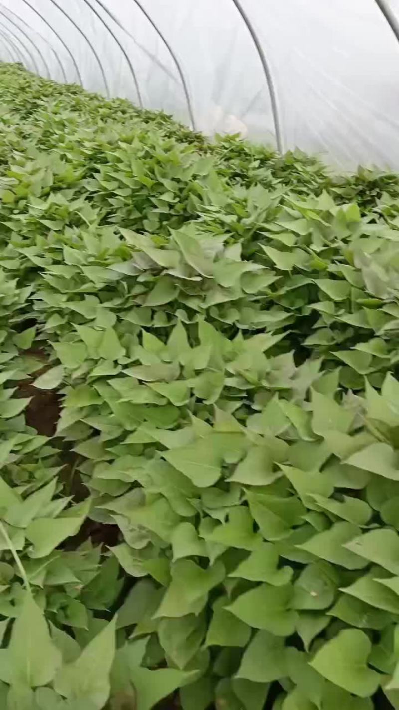 优质脱毒原种红薯苗
