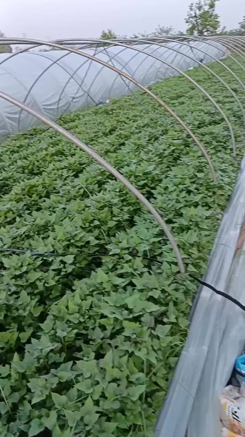 优质脱毒原种红薯苗