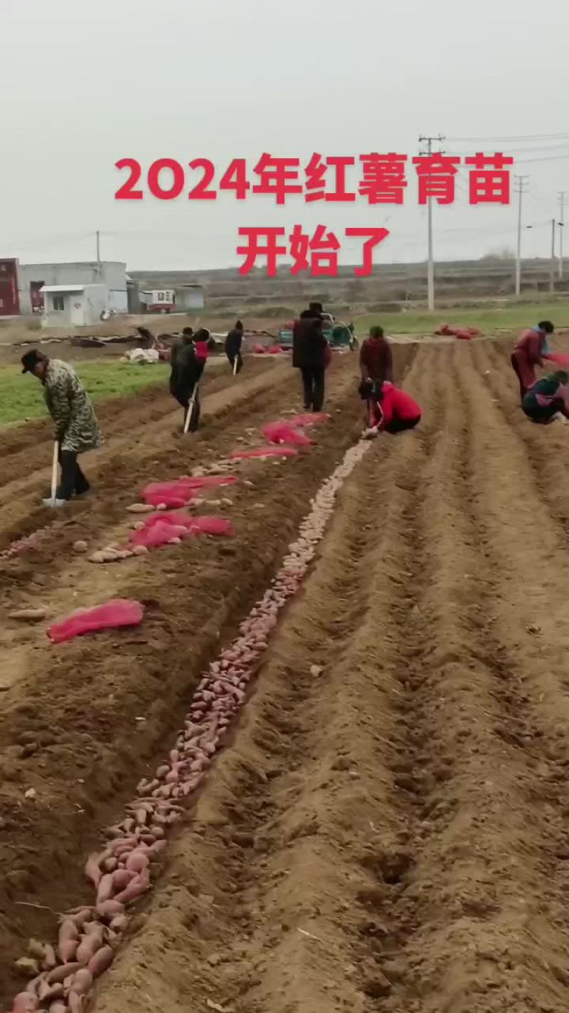 优质脱毒原种红薯苗