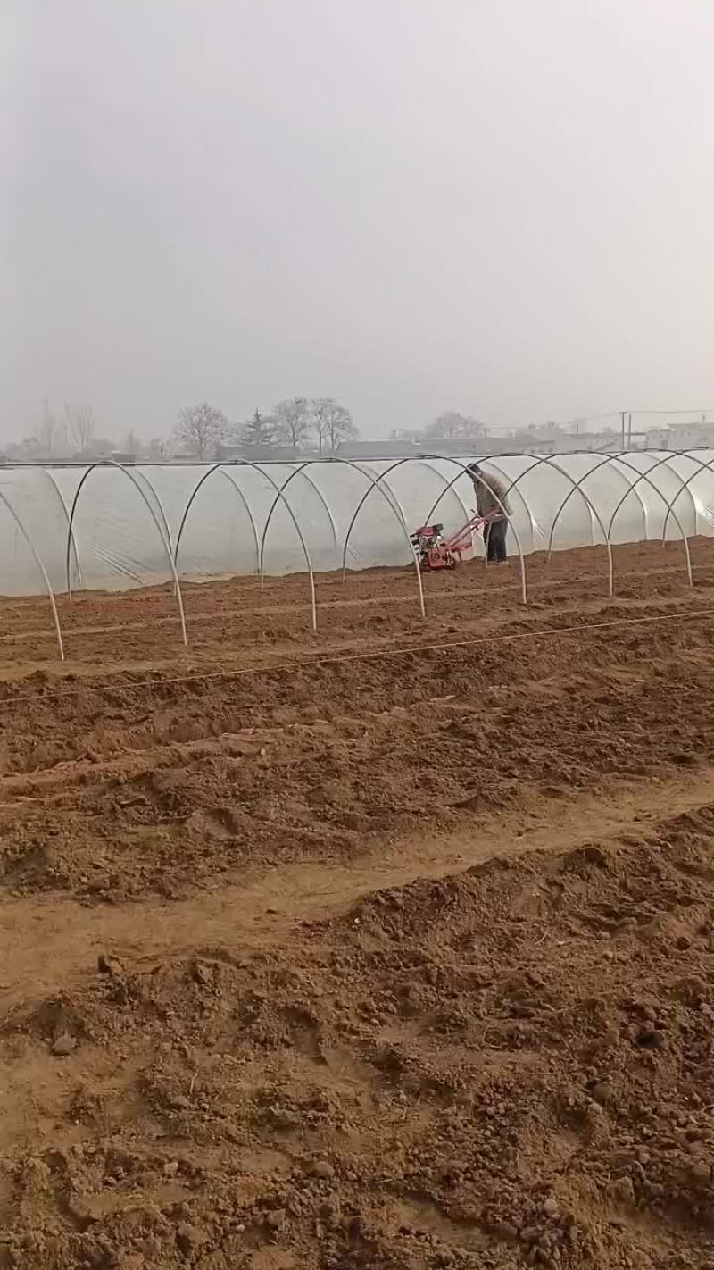 优质脱毒原种红薯苗