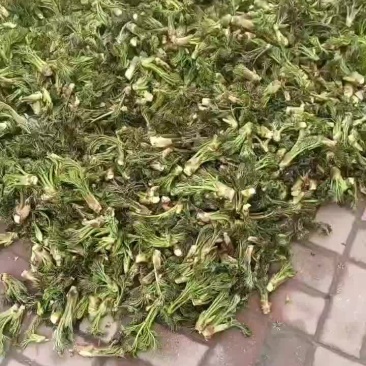 长白山野生刺嫩芽