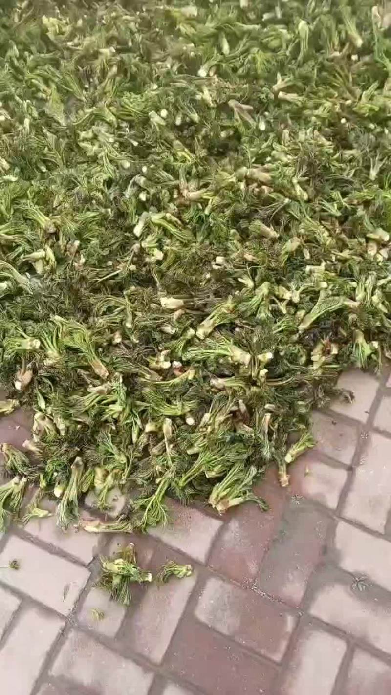 长白山野生刺嫩芽