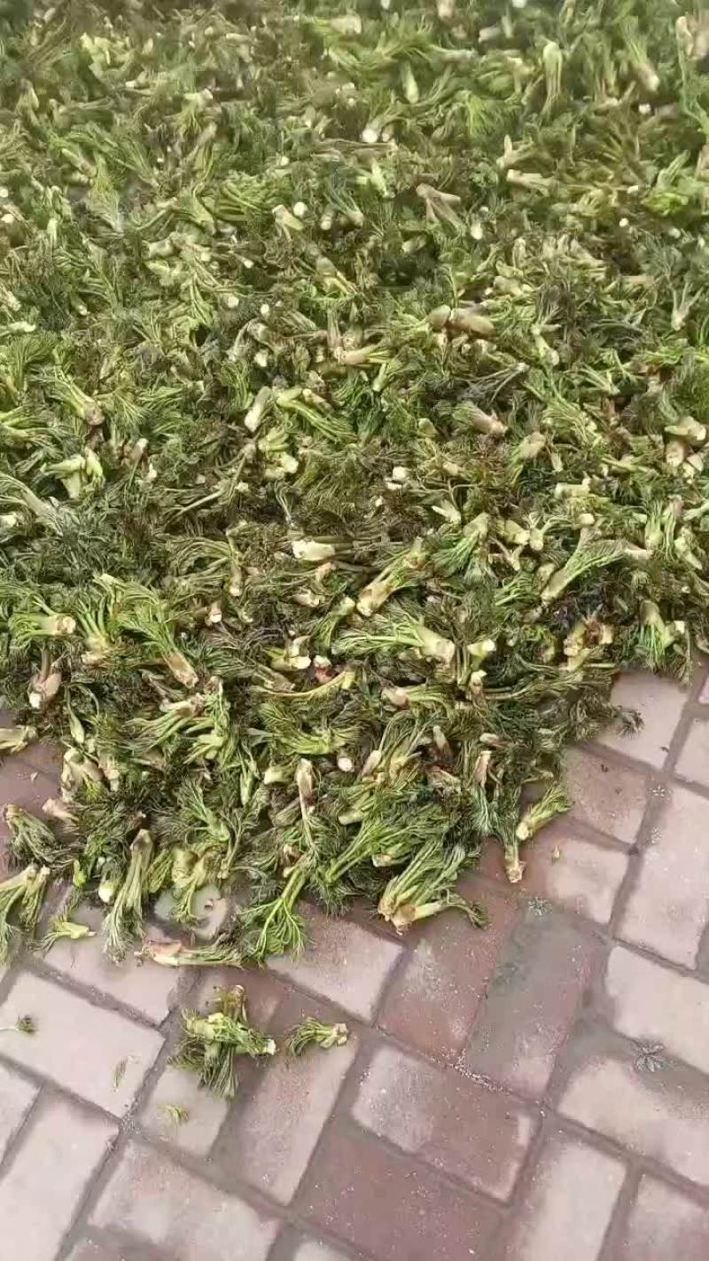 长白山野生刺嫩芽