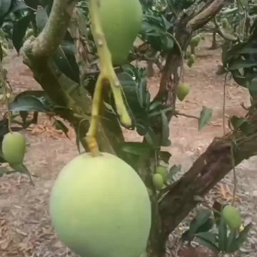 中果