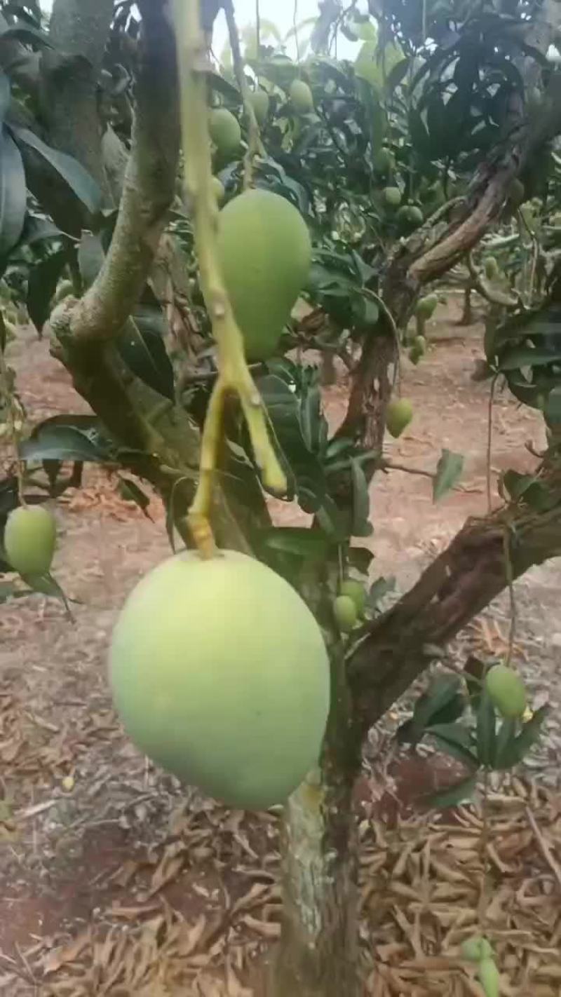 中果