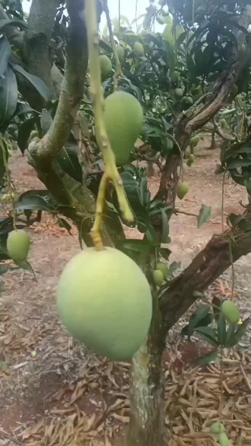 中果