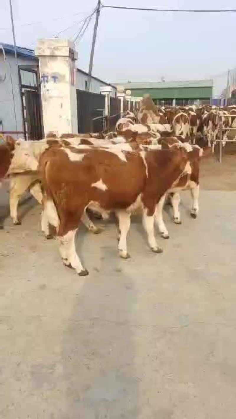 西门塔尔牛犊产地直销量大质优欢迎各大老板前来采购