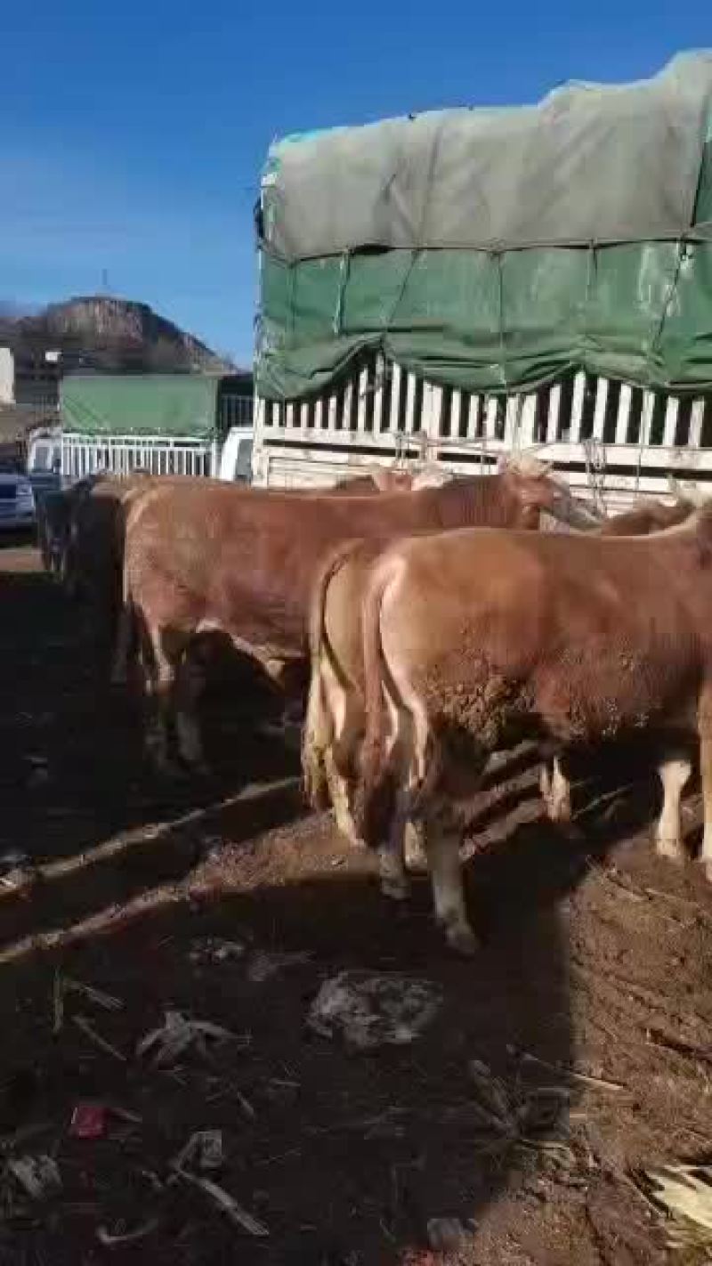 黄牛犊产地直销量大质优品质保证欢迎采购