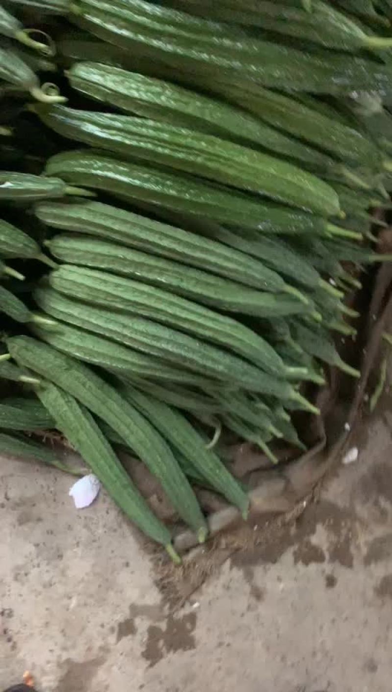 广西丝瓜大量有货，一手货源需要联系我