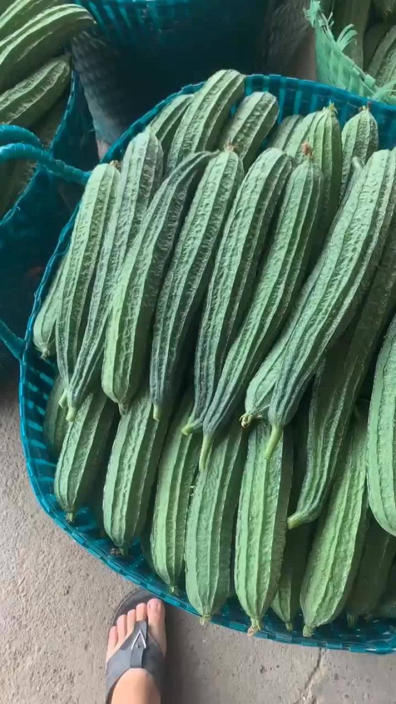 广西丝瓜大量有货，一手货源需要联系我