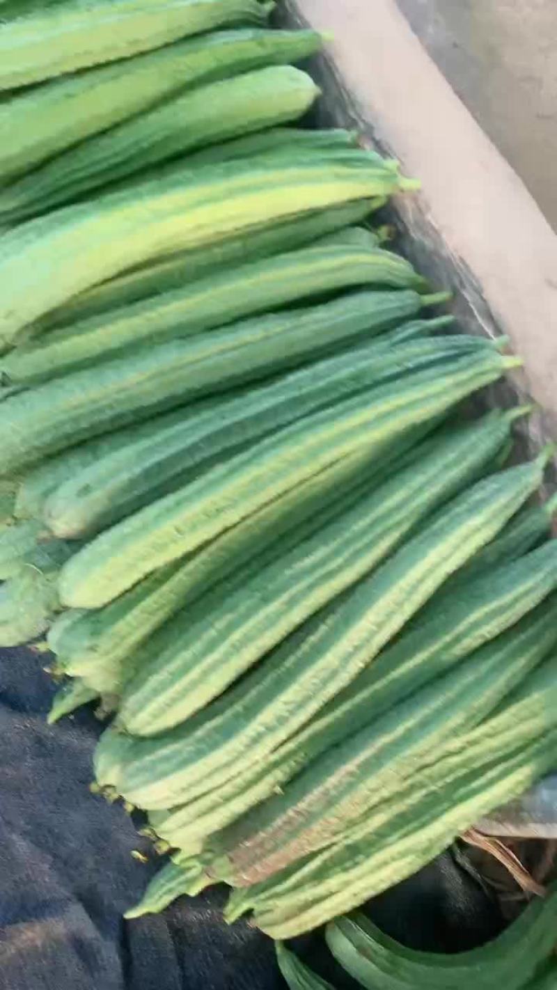 广西丝瓜大量有货，一手货源需要联系我