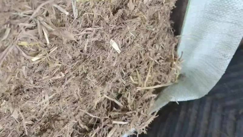 扎断稻草
