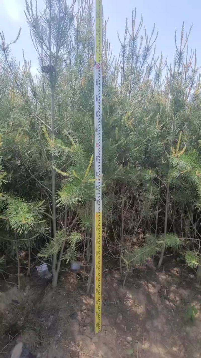 白皮松山西运城，精品，基地一手货源规格多样欢迎电联下单