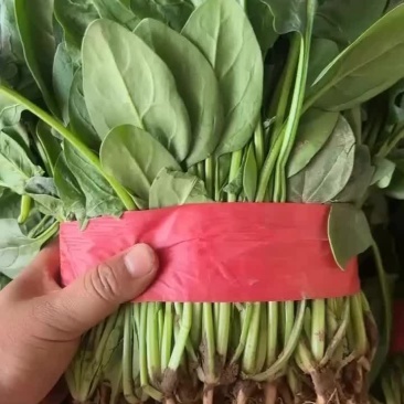 精品菠菜