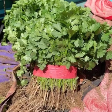 精品香菜