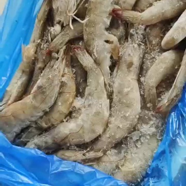 板冻大虾，品质保障，货源充足，量大从优，全国发货