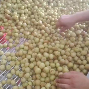 油甘，