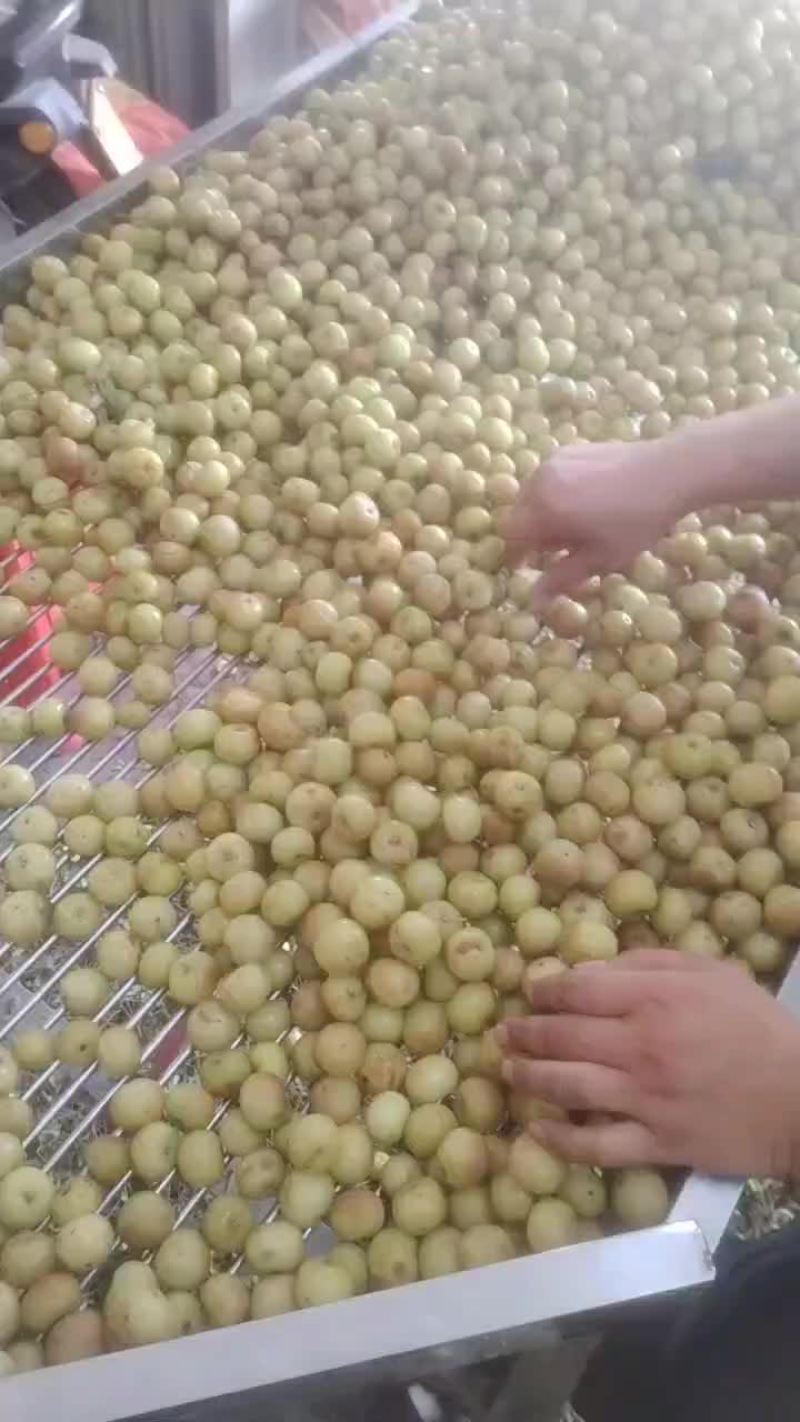 油甘，