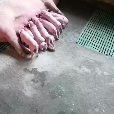 内三元小猪