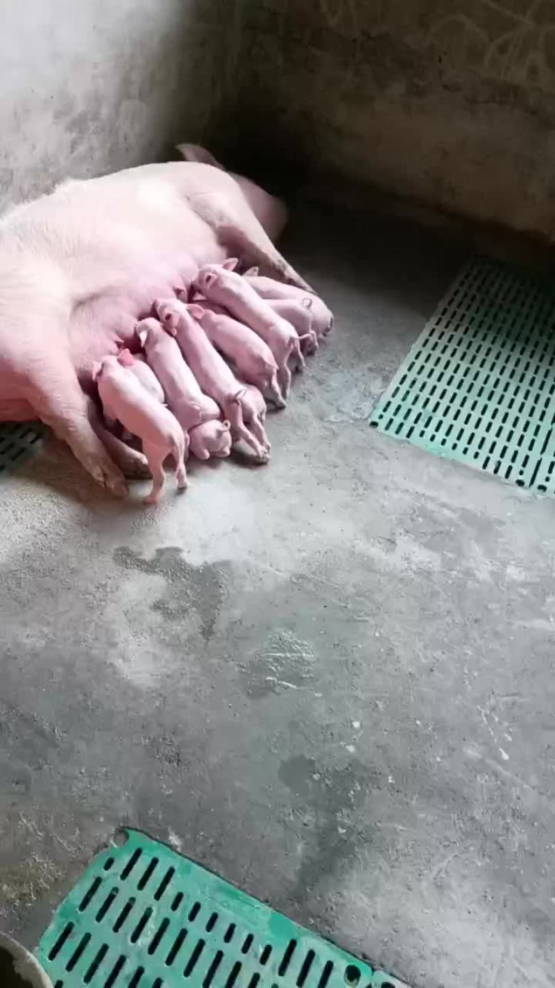 内三元小猪