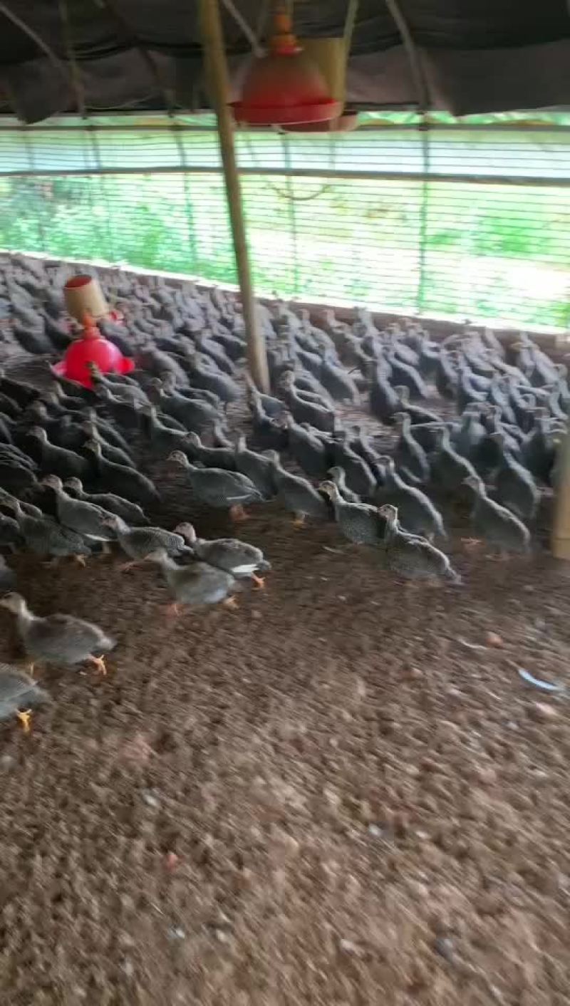 珍珠鸡