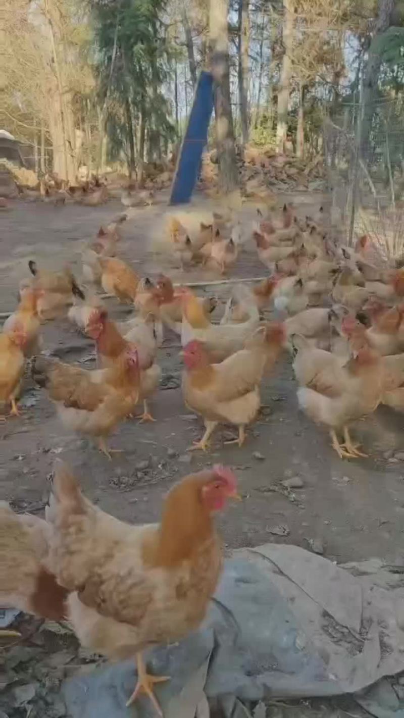 散养宁海土鸡