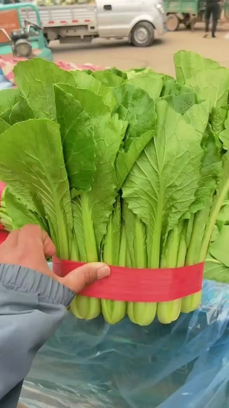 小白菜