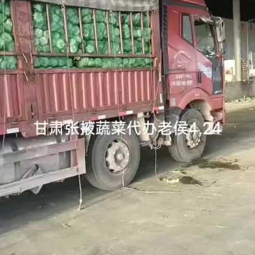 甘肃张掖大娃娃菜大量上市中，
