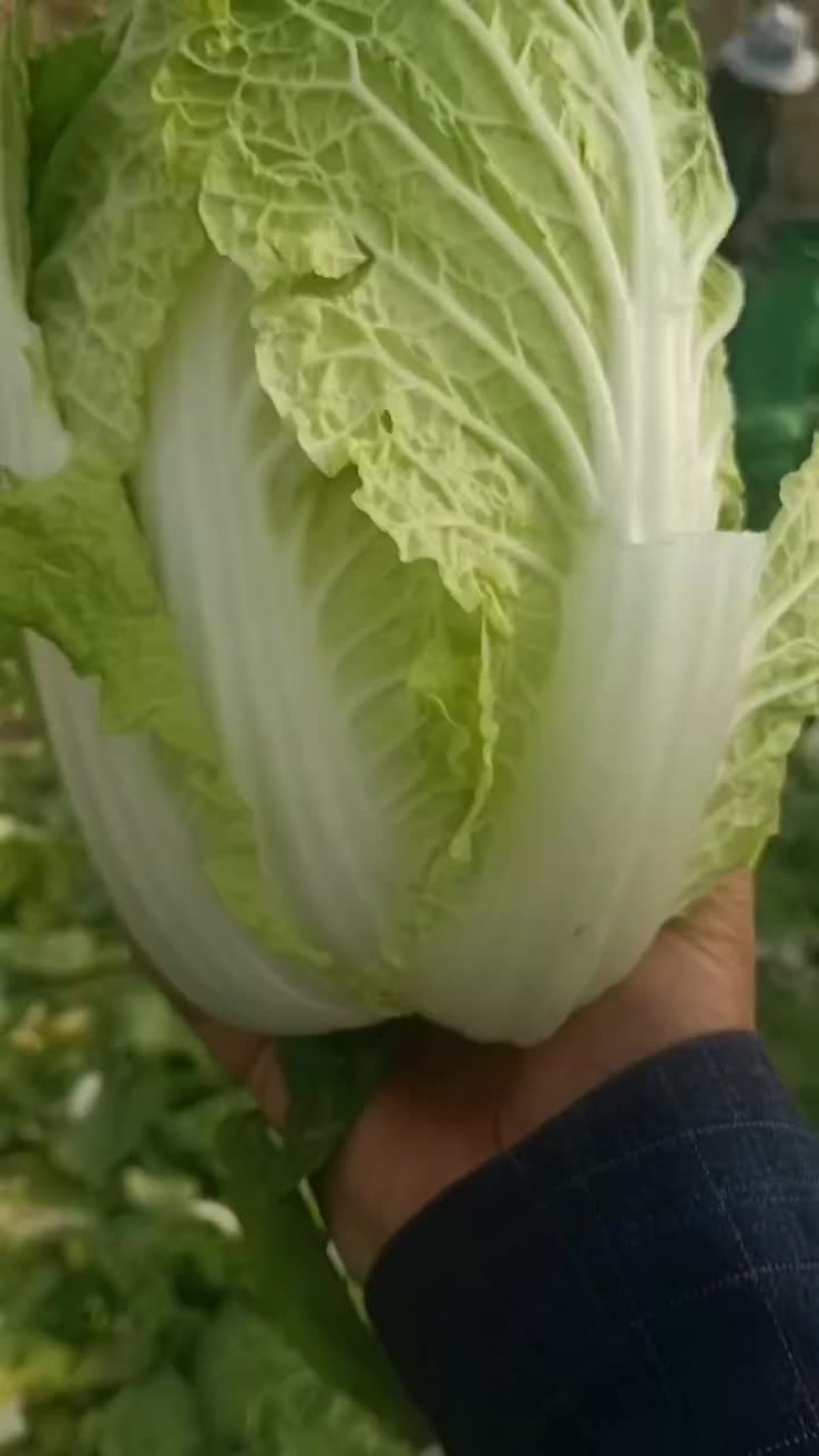 甘肃张掖大娃娃菜大量上市中，