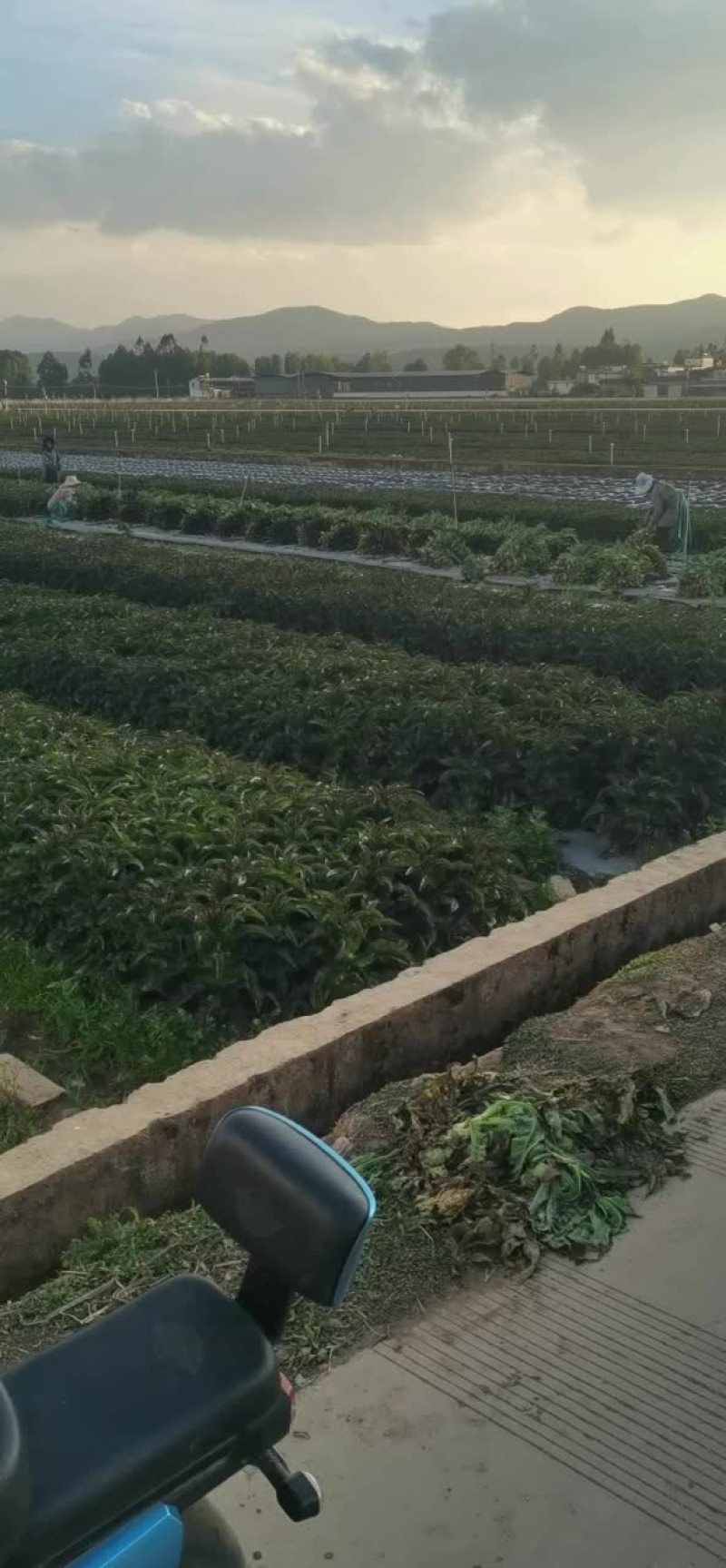 云南大理精品莴笋红香飞绿皮绿心。