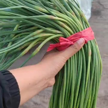 精品蒜台