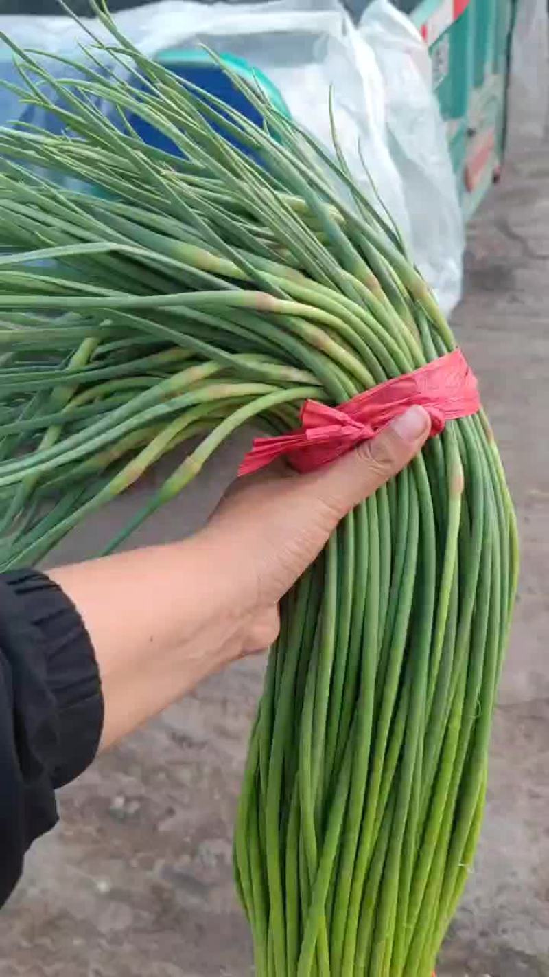 精品蒜台
