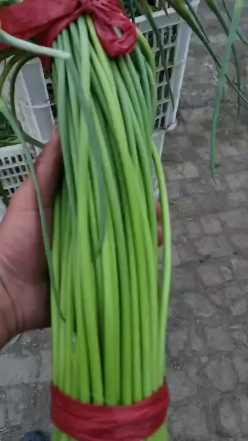 精品蒜台