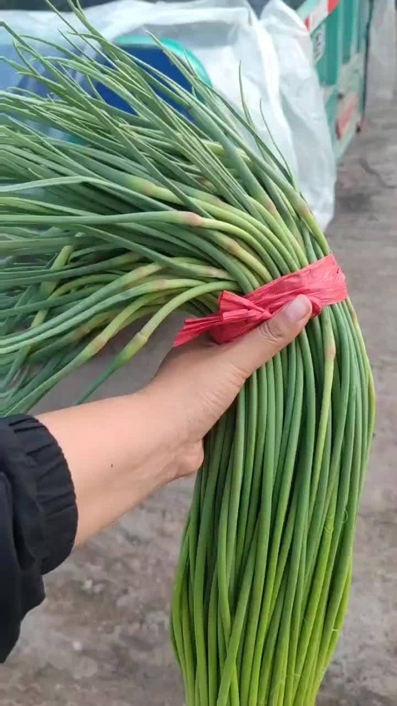 精品蒜台