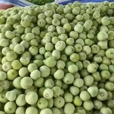广密一号香瓜