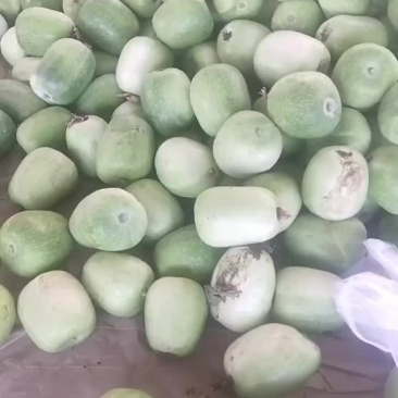 白冬瓜大量供应