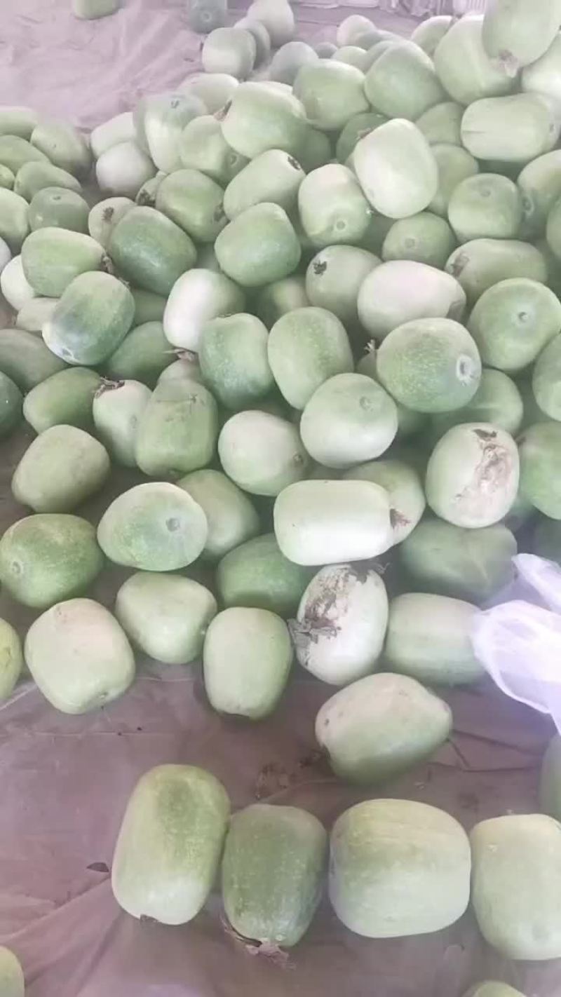 白冬瓜大量供应
