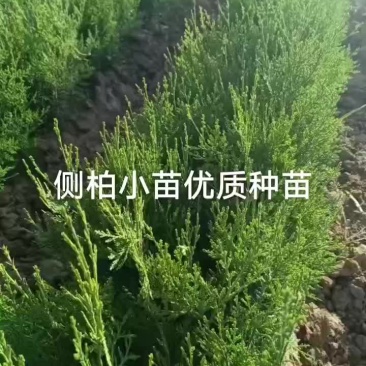 出售优质葡萄种苗还有1000多了棵，一年侧柏子播小苗数量